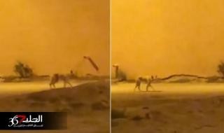 شاهد.. حيوان مفترس ومرعب يتجول في شوارع السعودية ويثير الهلع بين المواطنيين (فيديو صادم)